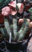Hoodia  Desert Cactus pink, characteristics, photo