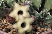 Kapalı bitkiler Huernia etli fotoğraf, özellikleri beyaz