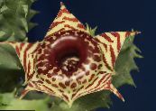 Sobne Rastline Huernia sukulenti fotografija, značilnosti rjav