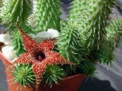 Kapalı bitkiler Huernia etli fotoğraf, özellikleri kırmızı