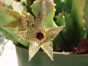Интериорни растения Huernia сукуленти снимка, характеристики жълт