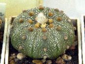 Inni plöntur Astrophytum eyðimörk kaktus mynd, einkenni gulur