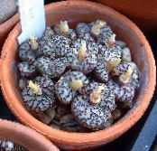 Plantă Con (Conophytum) Suculent galben, caracteristici, fotografie
