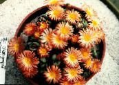 Pokojové rostliny Kužel Rostlina sukulenty, Conophytum fotografie, charakteristiky oranžový
