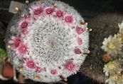 Gamla Damen Kaktus, Mammillaria   rosa, egenskaper, foto
