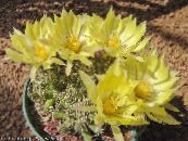 Kamerplanten Oude Dame Cactus, Mammillaria foto, karakteristieken geel