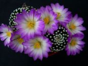Gamla Konan Kaktus, Mammillaria   lilac, einkenni, mynd