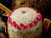 老太太仙人掌，乳头状 (Mammillaria) 沙漠中的仙人掌 红, 特点, 照片