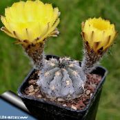 Acanthocalycium  Desert Cactus galben, caracteristici, fotografie