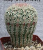 Le piante domestiche Acanthocalycium il cactus desertico foto, caratteristiche bianco