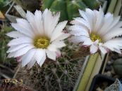 Vidinis augalai Acanthocalycium dykuma kaktusas nuotrauka, charakteristikos baltas
