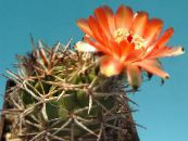 Inni plöntur Acanthocalycium eyðimörk kaktus mynd, einkenni appelsína