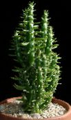 Домашні рослини Аустроціліндропунція пустельний кактус фото, характеристика червоний