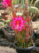 Strap Cactus, Orchid Cactus (Epiphyllum)  pink, characteristics, photo