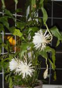 Szobanövények Szíj Kaktusz, Orchidea Kaktusz, Epiphyllum fénykép, jellemzők fehér