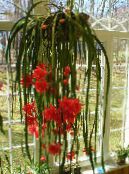 Indendørs planter Rem Kaktus, Orkidé Kaktus, Epiphyllum foto, egenskaber rød