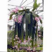 Plantas de interior Sun Cactus, Heliocereus foto, características rosa