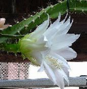 Sobne biljke Sunce Kaktus, Heliocereus foto, karakteristike bijela