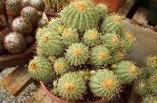 Krukväxter Copiapoa ödslig kaktus foto, egenskaper gul
