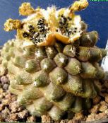 Inni plöntur Copiapoa eyðimörk kaktus mynd, einkenni gulur