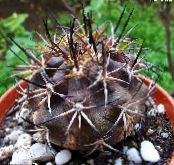 Inni plöntur Copiapoa eyðimörk kaktus mynd, einkenni gulur