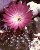Cactus En Torchis