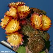 Cob Cactus (Lobivia) Cacto Do Deserto laranja, características, foto