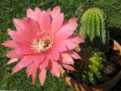 Kamerplanten Cob Cactus, Lobivia foto, karakteristieken roze