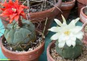 Indendørs planter Matucana ørken kaktus foto, egenskaber hvid