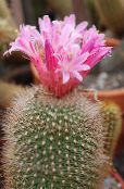 Indendørs planter Matucana ørken kaktus foto, egenskaber pink