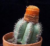 Sobne biljke Turci Glavu Kaktus, Melocactus foto, karakteristike ružičasta