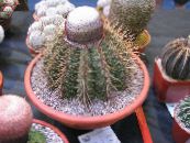 Szobanövények Turks Head Kaktusz, Melocactus fénykép, jellemzők rózsaszín
