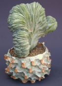 Szobanövények Kék Gyertyát, Áfonya Kaktusz, Myrtillocactus fénykép, jellemzők fehér