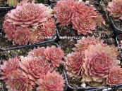 Krukväxter Hus Purjolök suckulenter, Sempervivum foto, egenskaper rosa