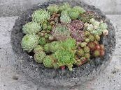 Үй Өсімдіктер Жас (Рок Раушан) шырынды, Sempervivum фото, сипаттамалары қызғылт