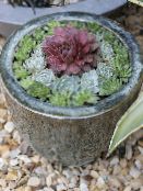 Indendørs planter Hus Porre saftige, Sempervivum foto, egenskaber pink