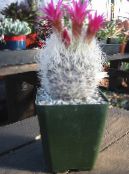 Indendørs planter Neoporteria ørken kaktus foto, egenskaber pink