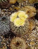 Kamerplanten Neoporteria woestijn cactus foto, karakteristieken geel