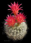 Krukväxter Neoporteria ödslig kaktus foto, egenskaper röd