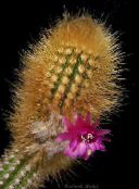 Kapalı bitkiler Oreocereus çöl kaktüs fotoğraf, özellikleri pembe