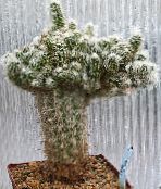 Inni plöntur Oreocereus eyðimörk kaktus mynd, einkenni bleikur