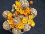 Plante de interior Sulcorebutia desert cactus fotografie, caracteristici galben