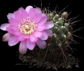 Plandaí faoi dhíon Sulcorebutia cactus desert grianghraf, saintréithe bán