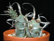 Интериорни растения Tephrocactus пустинен кактус снимка, характеристики бял