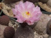 Интериорни растения Tephrocactus пустинен кактус снимка, характеристики розов