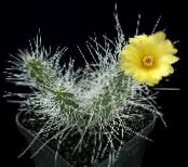 Krukväxter Tephrocactus ödslig kaktus foto, egenskaper gul
