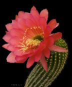 Trichocereus  Woestijn Cactus rood, karakteristieken, foto