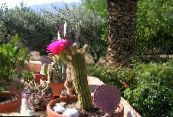 Innendørs planter Trichocereus ørken kaktus bilde, kjennetegn rosa