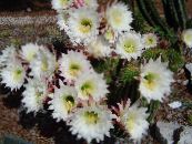 Szobanövények Trichocereus sivatagi kaktusz fénykép, jellemzők fehér