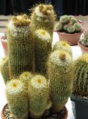 Plantas de salón Ball Cactus cacto desierto, Notocactus foto, características amarillo